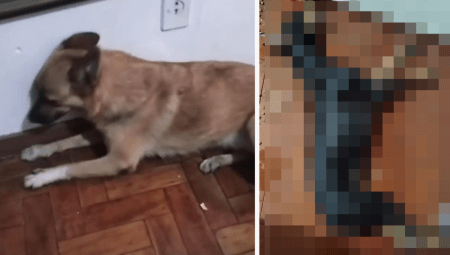 Foto mostra os cachorros que morreram após ingerirem cafeína em Belo Horizonte