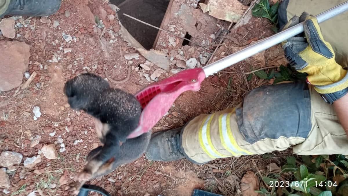 Cachorro com 5 dias de vida cai em fossa séptica e bombeiros quebram concreto para salvar o pet 