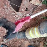 Cachorro com 5 dias de vida cai em fossa séptica e bombeiros quebram concreto para salvar o pet 