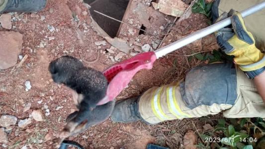 Cachorro caiu na fosse séptica que fica no passeio ao lado de uma casa