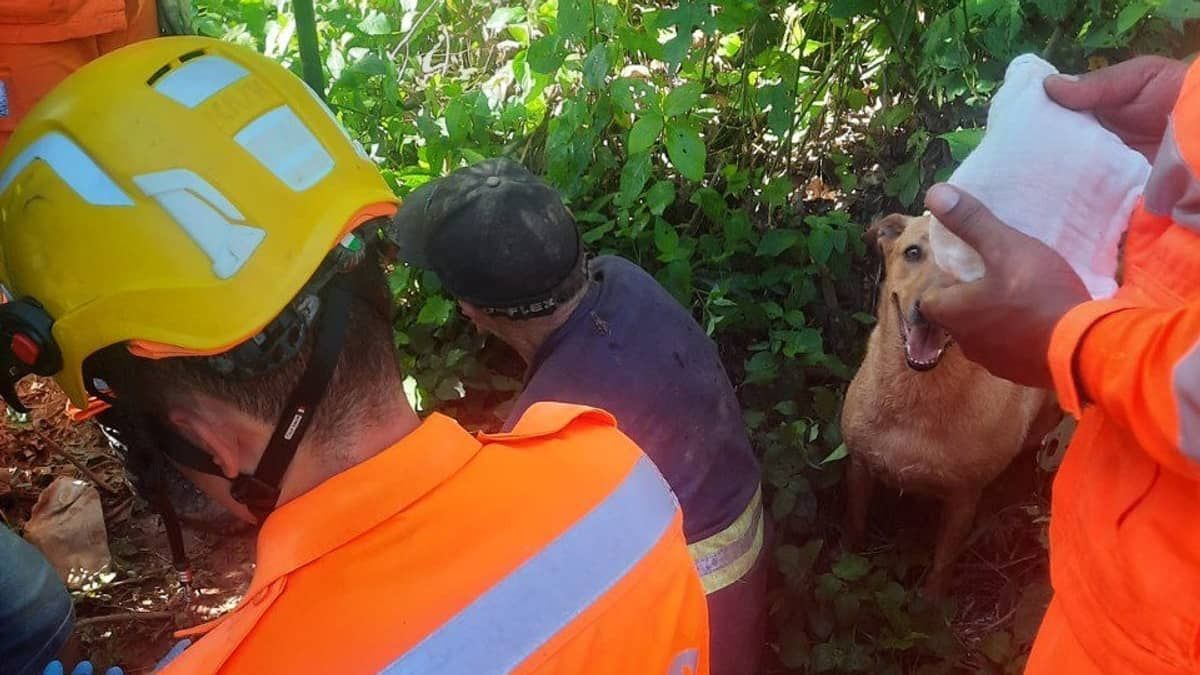 Vira-lata caramelo cuida de dono que desapareceu e ajuda bombeiros a encontrá-lo em MG