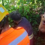 Vira-lata caramelo cuida de dono que desapareceu e ajuda bombeiros a encontrá-lo em MG