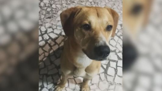 Um dos jovens chegou a levar o animal no colo para dentro do mar