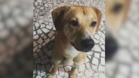 Um dos jovens chegou a levar o animal no colo para dentro do mar