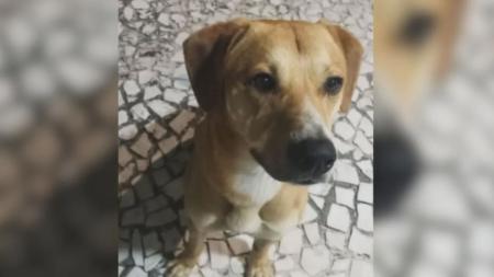 Um dos jovens chegou a levar o animal no colo para dentro do mar