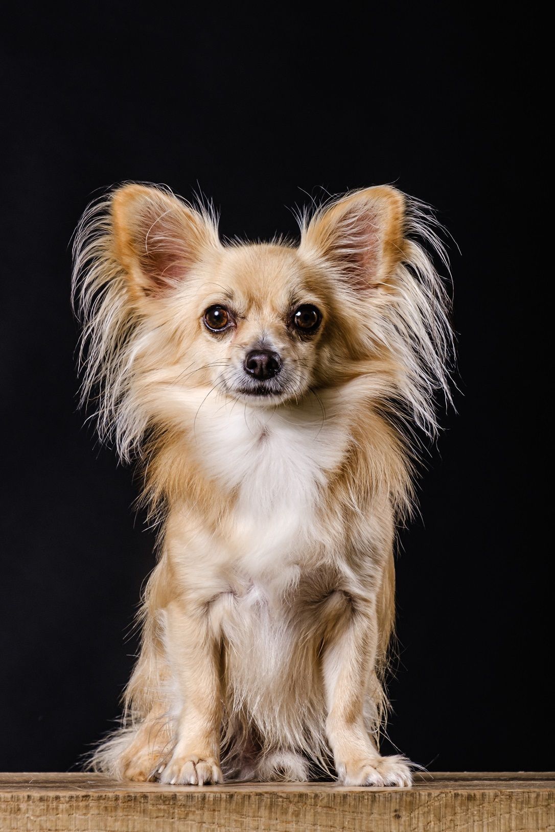 Conheça a raça Papillon: cachorros pequenos, inteligentes e cheios de energia