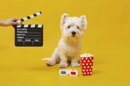 CineDog está de volta a BH