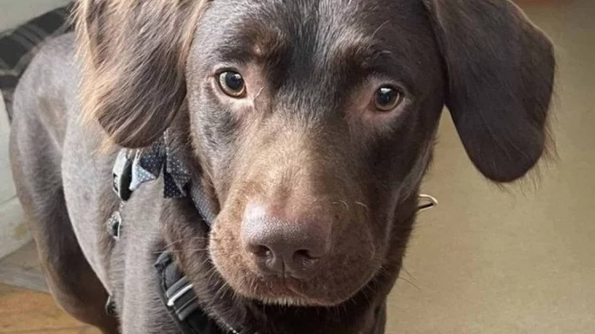 Cachorro se recupera de vício em álcool em clínica do Reino Unido 