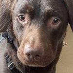 Cachorro se recupera de vício em álcool em clínica do Reino Unido 