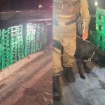 Cão farejador encontra quase uma tonelada de maconha em caminhão de pimentão na Grande BH