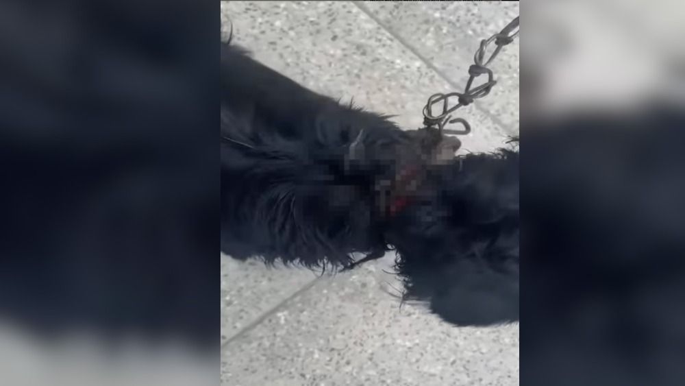 Mulher que mantinha cachorro com parte do pescoço degolado é presa em Fortaleza