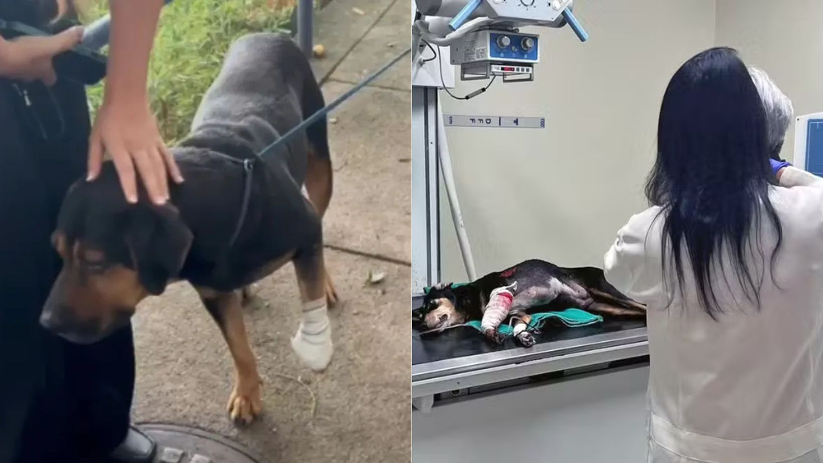 Cachorro é baleado em favela do Rio de Janeiro após ser 'jurado de morte' por traficantes