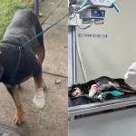 Cachorro é baleado em favela do Rio de Janeiro após ser 'jurado de morte' por traficantes