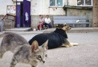 Proteína é essencial na dieta de cães e gatos e influencia o bem-estar