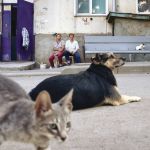 Proteína é essencial na dieta de cães e gatos e influencia o bem-estar