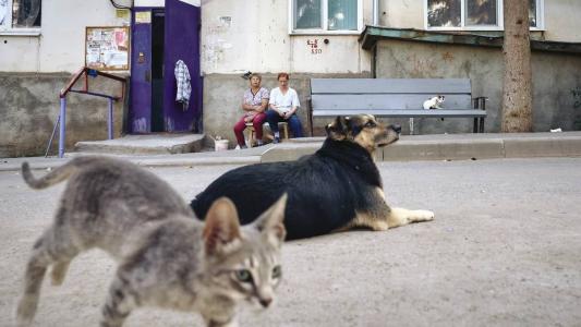 Cachorro e Gato