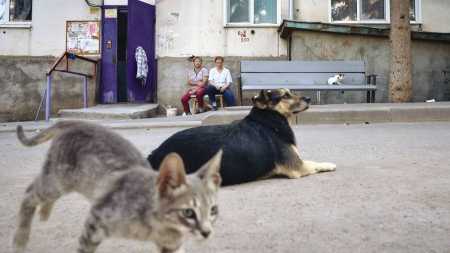 Cachorro e Gato
