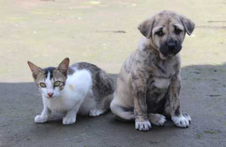 Cachorro e gato