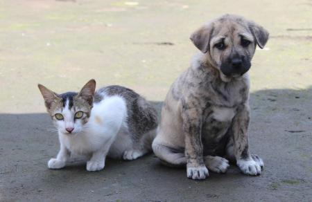 Cachorro e gato