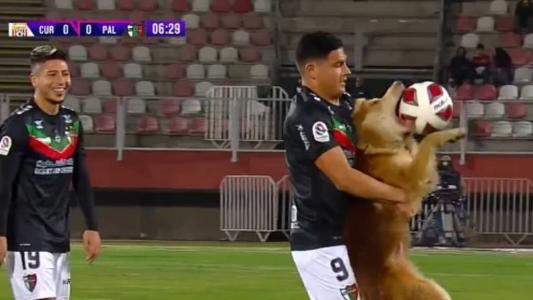 Cachorro é retirado de campo
