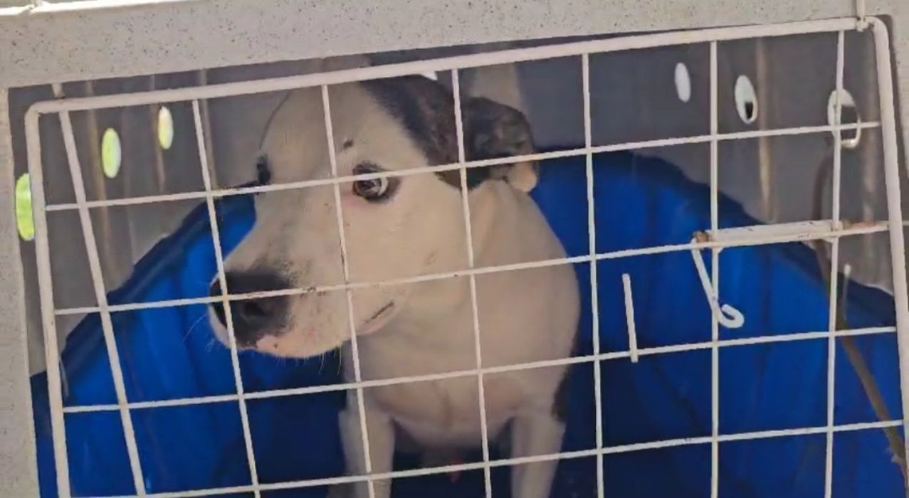 Governo espanhol proíbe tutores de manterem pets no terraço
