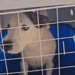 Governo espanhol proíbe tutores de manterem pets no terraço