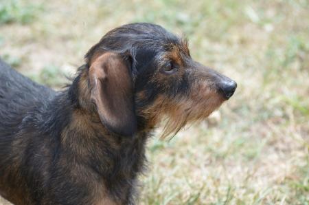 Mesmo que você ainda não tenha ouvido esse apelido, certamente já se deparou com um cachorro com pêlos arrepiados pelo corpo, parecendo fiapos de manga