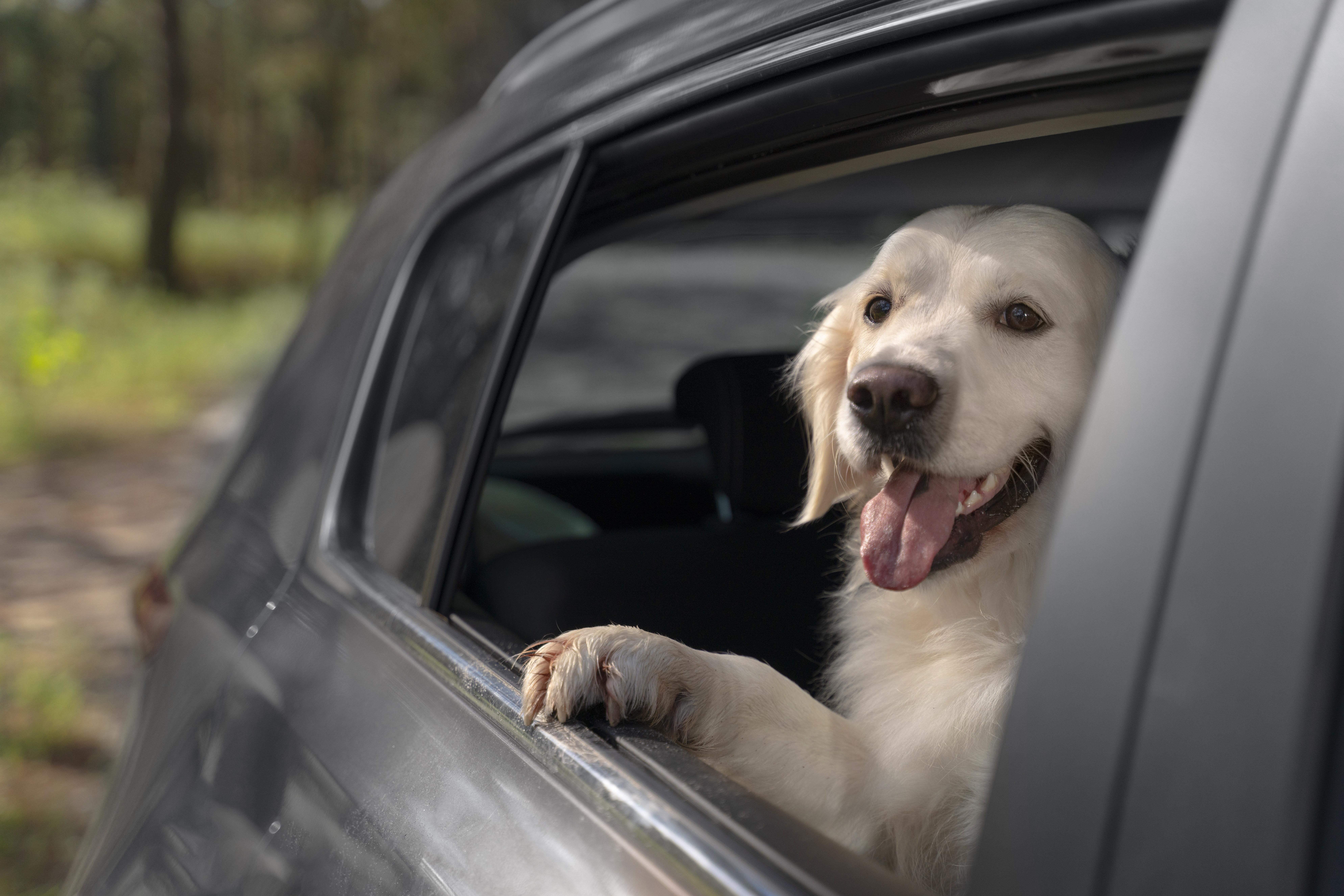 Uber Pet: aplicativo expande a modalidade para São Paulo e Rio de Janeiro