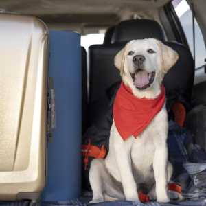 Para garantir a segurança e o bem-estar dos animais em uma viagem, o planejamento deve considerar transporte, hospedagem e hábitos do animal