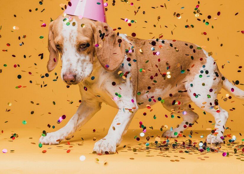 Shopping de BH promove feira de adoção e bailinho para os pets aproveitarem o Carnaval