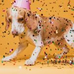 Shopping de BH promove feira de adoção e bailinho para os pets aproveitarem o Carnaval
