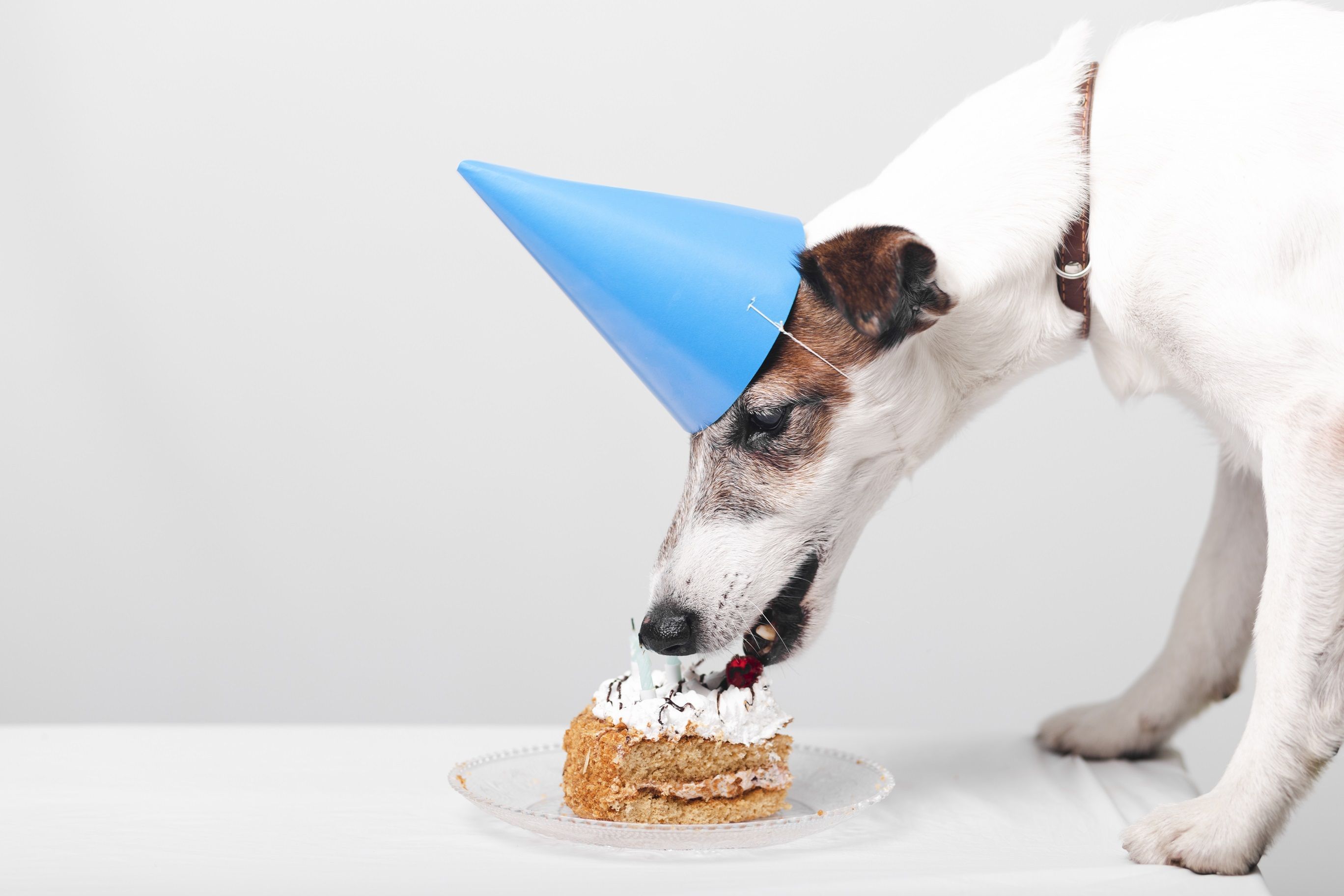 Festas para cães: como organizar eventos seguros e divertidos para os pets