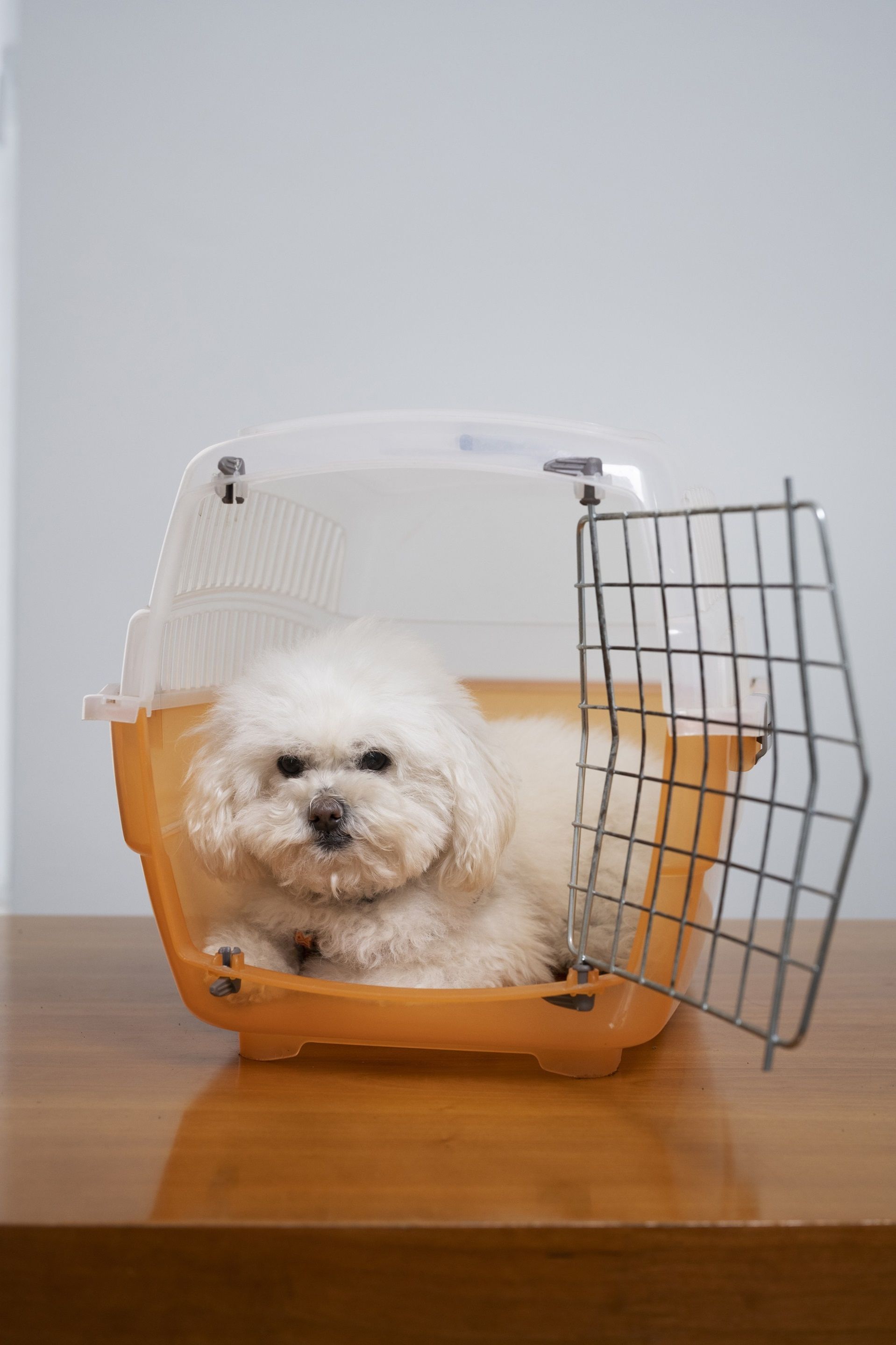 Autorização de viagens com pets para a Europa tem novas regras; saiba mais