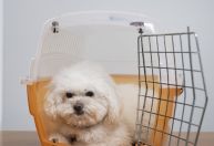 Autorização de viagens com pets para a Europa tem novas regras; saiba mais