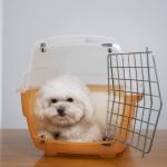 Autorização de viagens com pets para a Europa tem novas regras; saiba mais