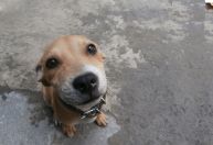 Alterações nos testículos de cães podem indicar inflamações, infecções, traumas e até tumores