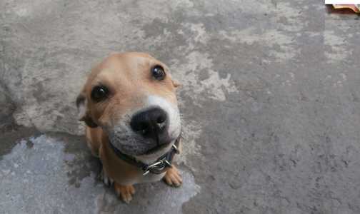 Cães são bons em identificar emoções humanas