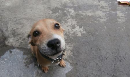 Cães são bons em identificar emoções humanas