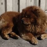 Após campanha, Chow Chow abandonado em BH é adotado e ganha novo lar