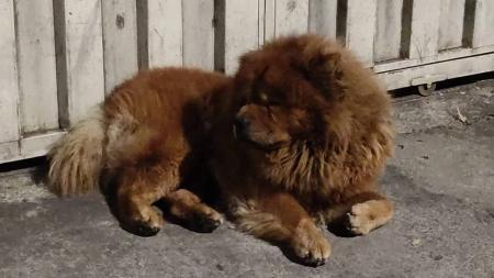 Cachorro foi adotado horas após reportagem da Itatiaia