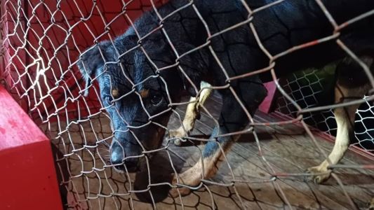 Cachorro foi levado para o Centro de Controle de Zoonoses
