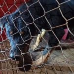 Homem morre ao ser atacado por rottweiler 'vira-lata' em Montes Claros