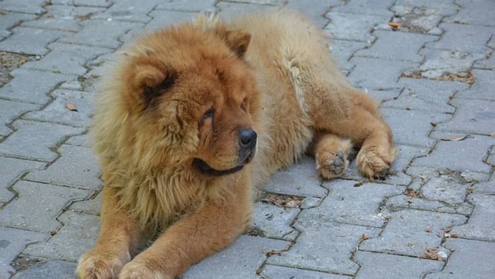 Tutor que matou chow-chow a machadadas é condenado à prisão