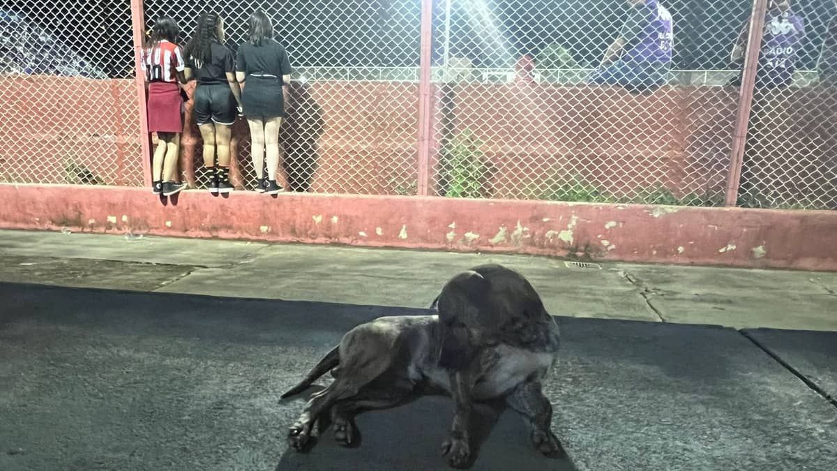 Cachorro ‘fica de boa’ dentro do estádio durante Villa Nova e Cruzeiro