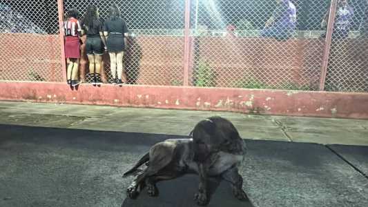 Cachorro foi presença ilustre no Castor Cifuentes este sábado (18)