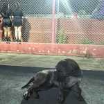 Cachorro ‘fica de boa’ dentro do estádio durante Villa Nova e Cruzeiro