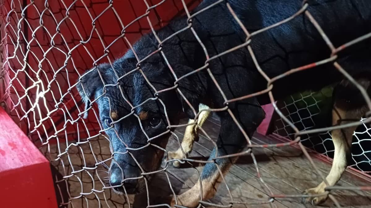 Polícia investiga se Rottweiler matou homem com mordidas em Montes Claros (MG)