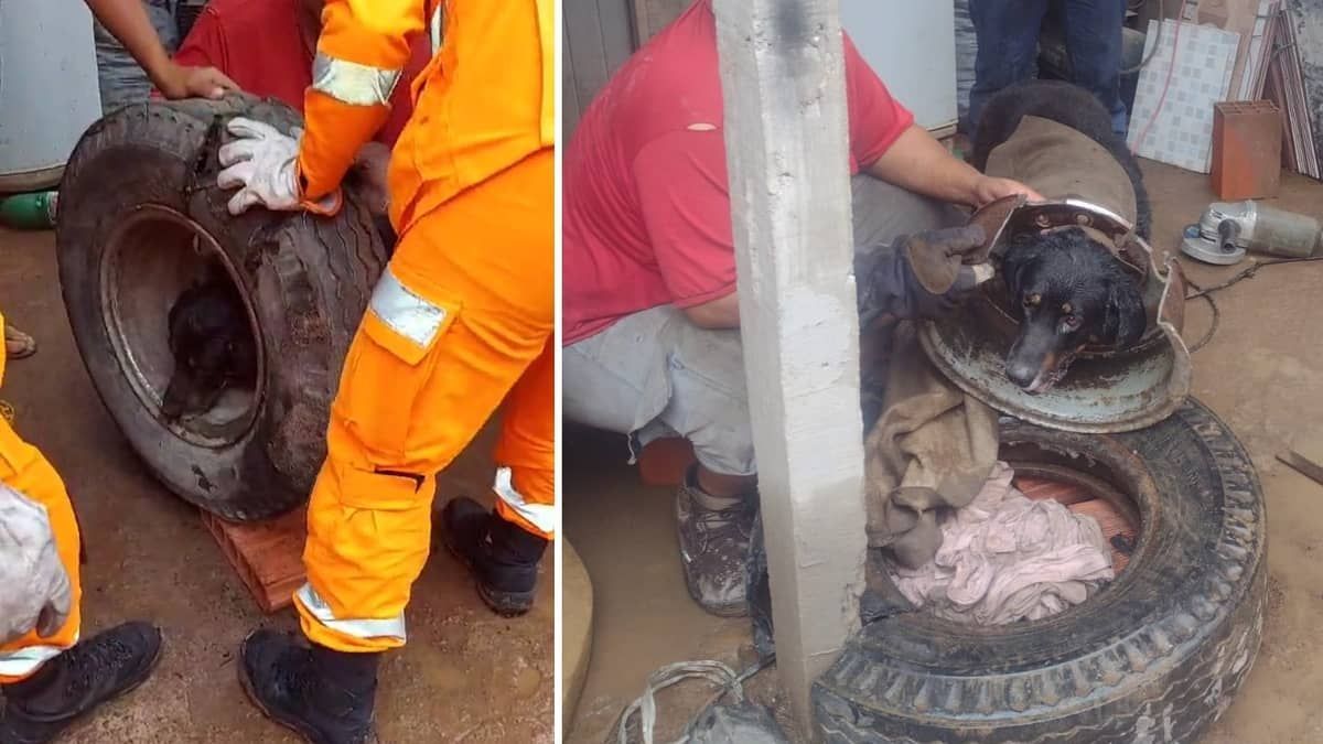 Vídeo: cachorro prende cabeça em roda de caminhão e é salvo por bombeiros em Minas