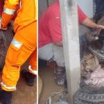 Vídeo: cachorro prende cabeça em roda de caminhão e é salvo por bombeiros em Minas