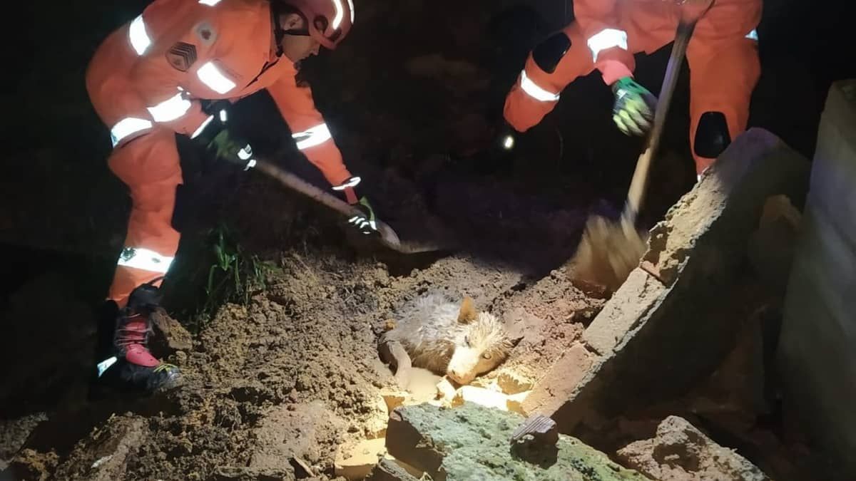 Cachorro é soterrado por muro de quatro metros em Barbacena  